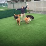 commercial artificial pet grass installation