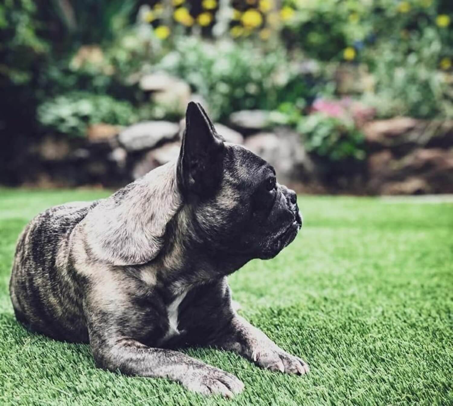 Dog relaxing on artificial grass