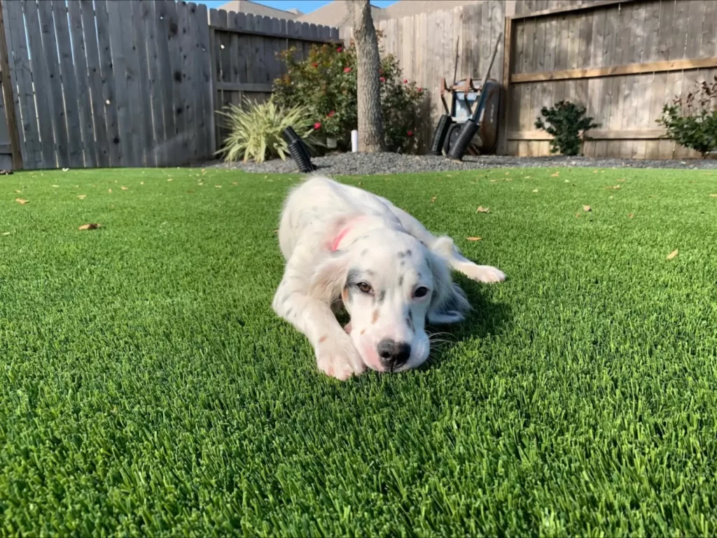 Dog relaxing on SYNLawn artificial grass