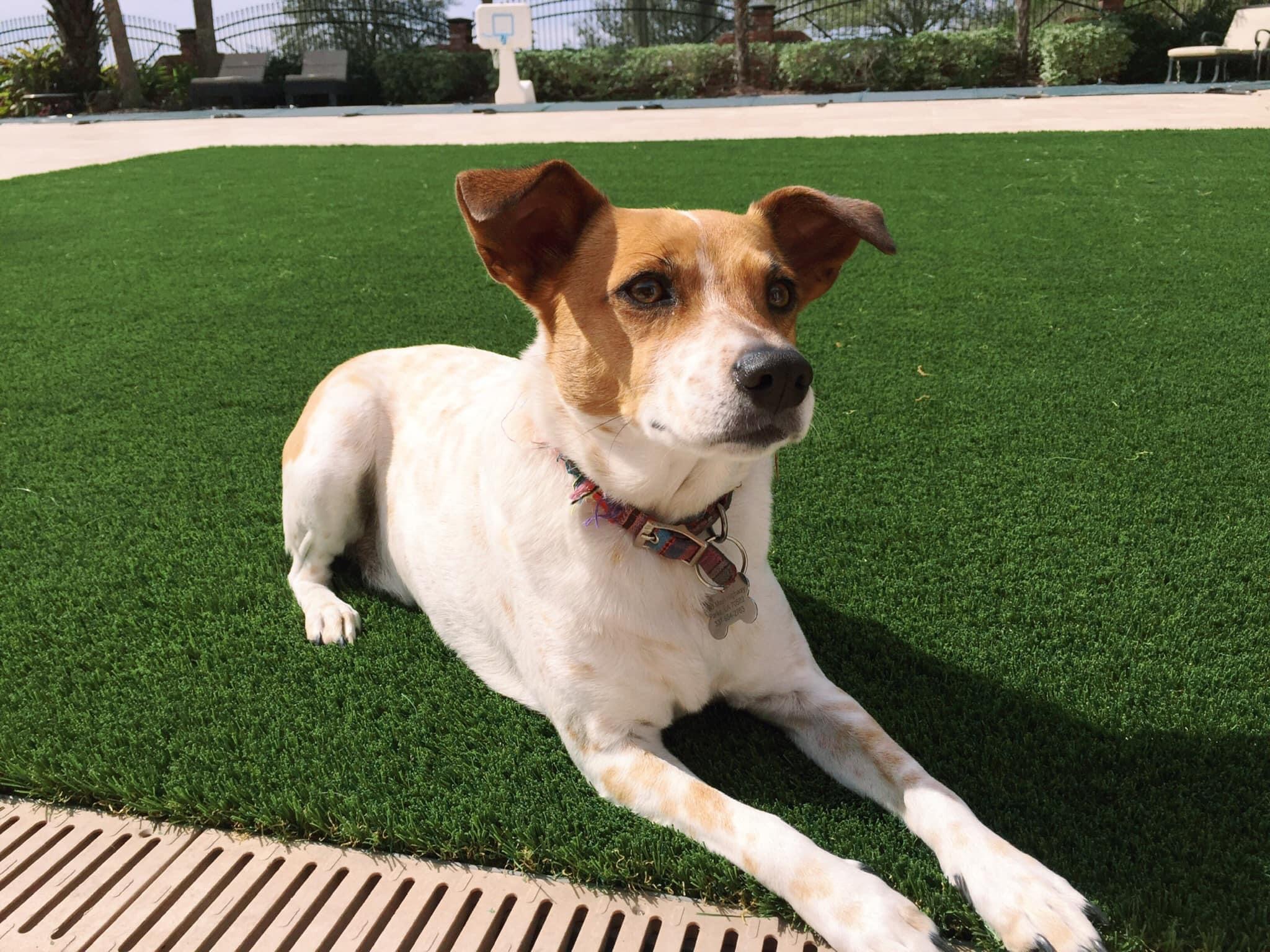 Backyard pet turf installation SYNLawn