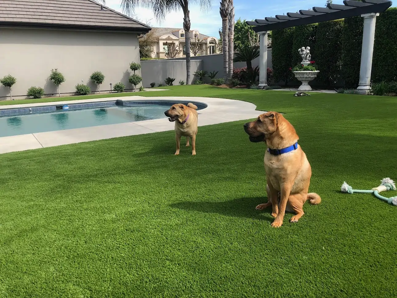 dogs by pool on synlawn pet turf