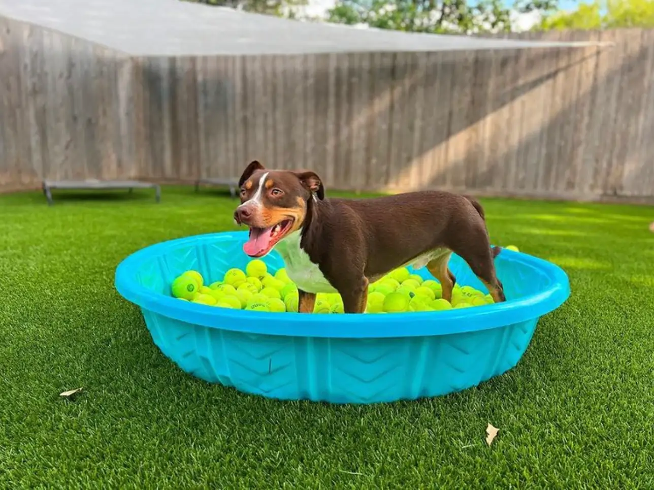 dog in pool on synlawn pet turf