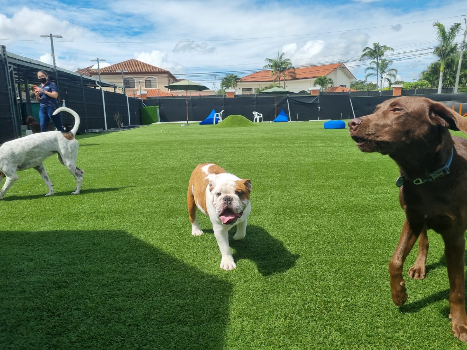 Dog Park SYNLawn Pet Turf Dog Park SYNLawn San Antonio Pet Turf